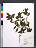 Rhododendron oldhamii Maxim. Y