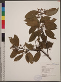 Cryptocarya chinensis (Hance) Hemsl. p߮