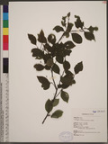 Ilex asprella (Hook. & Arn.) Champ. ex Benth. O٪