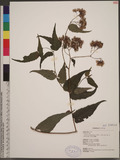 Eupatorium clematideum (Wall. ex DC.) Sch. Bip. ХNA