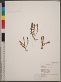 Zeuxine strateumatica (L.) Schltr. ӸuW