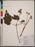 Begonia formosana ...