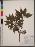 Elaeocarpus japonicus Sieb. & Zucc. 