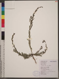 Phyllanthus virgat...