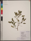Chenopodium serotinum L. p