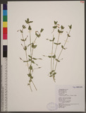 Lindernia anagallis (Burm. f.) Yamazaki
