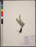 Ctenopteris obliquata (Blume) Tagawa