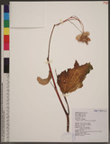 Begonia ravenii C.-I Peng & Y. K. Chen ͬ