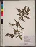 Rhamnus parvifolia Bunge p