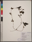 Pilea japonica (Maxim.) Hand. -Mazz. 饻N