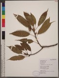 Cyclobalanopsis morii (Hayata) Schott. ˤR