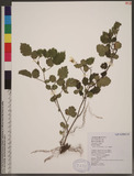 Rubus croceacanthu...