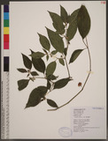 Solanum biflorum L...
