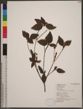 Rhododendron breviperulatum Hayata nDY