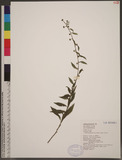 Rhynchospermum verticillatum Reinw. 秋分草