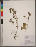 Hibiscus surattensis L. 刺芙蓉