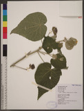 Abutilon grandifolium (Willd.) Sweet