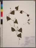 Zehneria mucronata (Blume) Miq. ªG