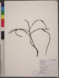 Galeola altissima (Blume) Reichb. f. 蔓莖山珊瑚