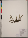 Lepidogrammitis rostrata (Beddome) Ching P