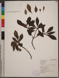Ternstroemia gymnanthera (Wight & Arn.) Sprague p֭