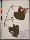 Stictocardia tiliifolia (Desr.) Hall. f. 大萼旋花