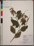 Crotalaria verrucosa L. jʦX