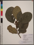 Litsea akoensis Hayata var. chitouchiaoensis J. C. Liao Yl