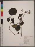 Illigera luzonensis (Presl) Merr. fC