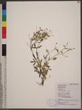 Ranunculus sceleratus L. sͺ