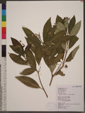 Rauwolfia verticillata (Lour.) Baillon
