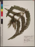 Diplopterygium blotianum (C. Chr.) Nakai f�