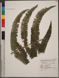 Diplopterygium blotianum (C. Chr.) Nakai f�