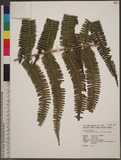 Diplopterygium blotianum (C. Chr.) Nakai f?