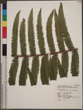 Diplopterygium chinensis (Rosenst.) DeVol �