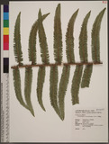 Diplopterygium chinensis (Rosenst.) DeVol �
