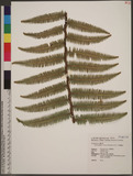 Diplopterygium chinensis (Rosenst.) DeVol ?