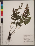 Tectaria fuscipes (Wall. ex Bedd.) C. Chr. ̪Fؤ