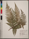 Hypolepis punctata (Thunb.) Mett. V