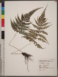 Athyrium delavayi H. Christ ˨\