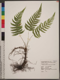 Thelypteris gracilescens (Blume) Ching Yb