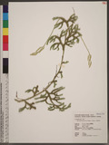 Lycopodium japonic...
