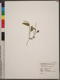 Ophioglossum petio...