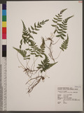 Thelypteris angustifrons (Miq.) Ching p踭P