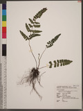 Lindsaea orbiculata (Lam.) Mett. ex Kuhn var. commixta (Tagawa) K. U. Kramer q