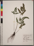 Lindsaea orbiculata (Lam.) Mett. ex Kuhn var. commixta (Tagawa) K. U. Kramer q