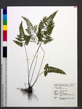 Lindsaea hsinshanensis C. M. Kuo