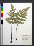 Dryopteris tenuipes (Rosenst.) Serizawa 