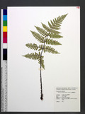 Dryopteris tenuipes (Rosenst.) Serizawa 