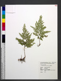 Selaginella mollendorffii Hieron. f